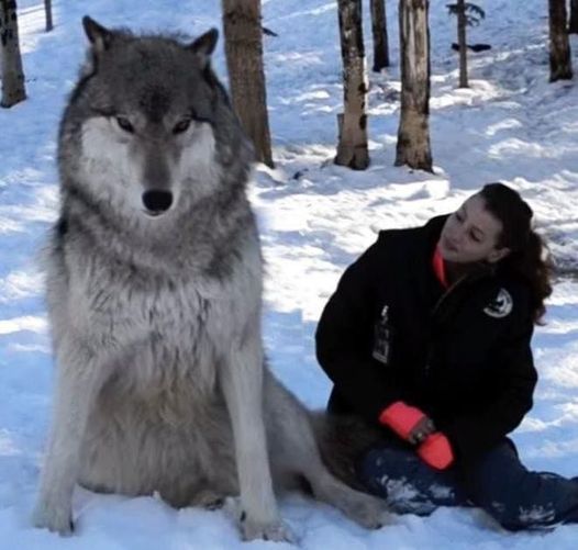 Keep an eye out for the enormous wolf making eye contact with this woman.