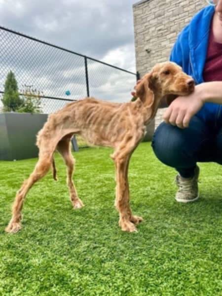 Neglected dog arrived at shelter nearly starved to death — now he’s living his best life