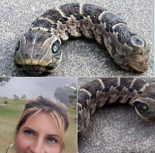 A woman came across this MONSTER in the back garden and thought it was a two-headed snake. When she realized what it was, she ran into the house, screaming in fear: – Check the comments 👇👇👇