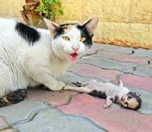 Mama cat places her dying kitten in man’s hands, receives a response she will never forget… check comments for video 💔😲