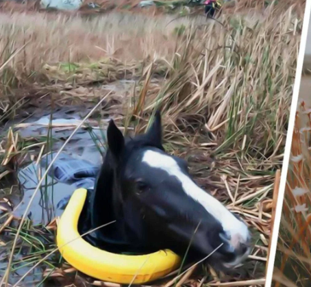 A man saved a wild horse that was trapped and crying. How Unbelievably It Thanked Him