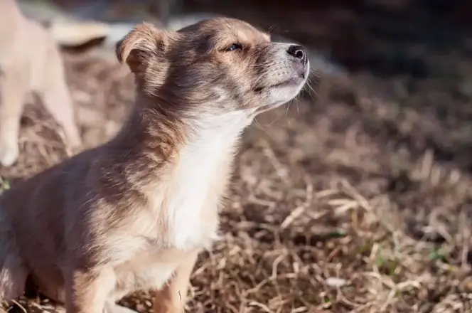 Scruffy Stray Dog Leads Rescuers to Shocking Discovery in Storm Drain!