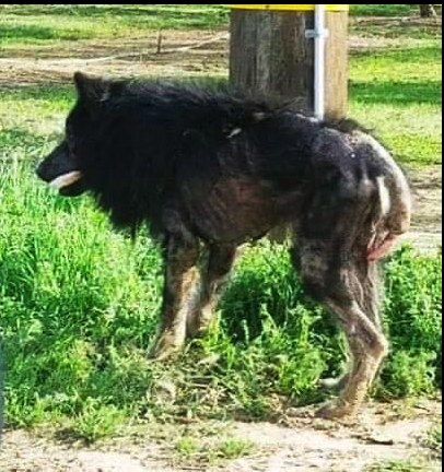 People called the poor dog ‘werewolf’ because they simply didn’t know what kind of animal he was