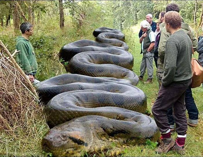 “Enormous Serpent Discovered by Hiker Close to Creek in South Carolina: What a Remarkable Find!”