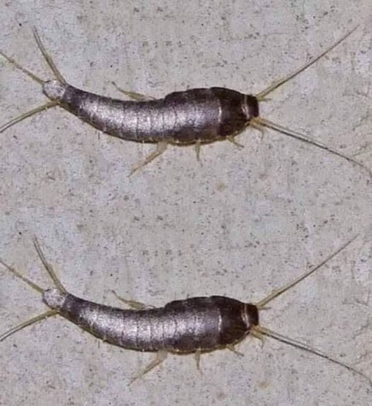 If you see one of these in your house, BE VERY CAREFUL