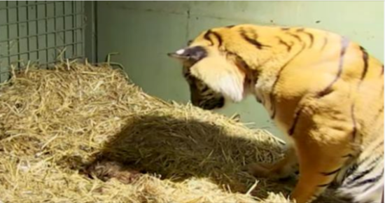 Tiger gives birth to a lifeless cub only to have caretakers astonished when her mother’s instincts kick in