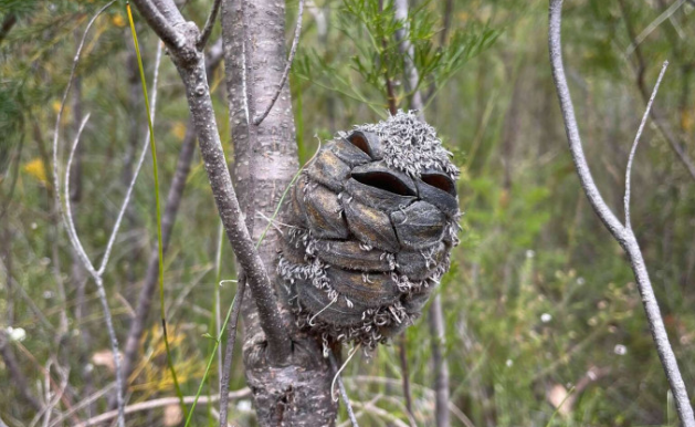 Woman Sees What She Thought Was A Happy Bird, Then Suddenly Realises It’s Something Else