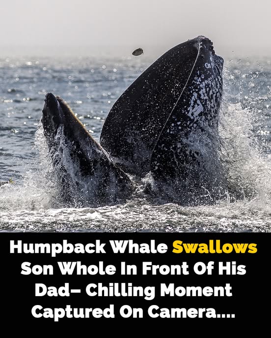 Dad records video as humpback swallows and spits out son