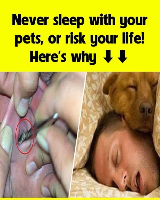 Don’t sleep with your pets, don’t risk your life, here’s why