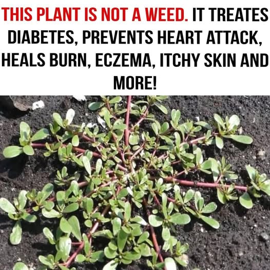 Many Confuse This Plant with a Weed, But Its Actually Full of Surprising Health Benefits
