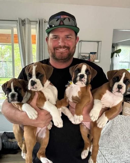 On the side of the road, I discovered four boxer puppies, and one of them had a collar that completely changed the situation